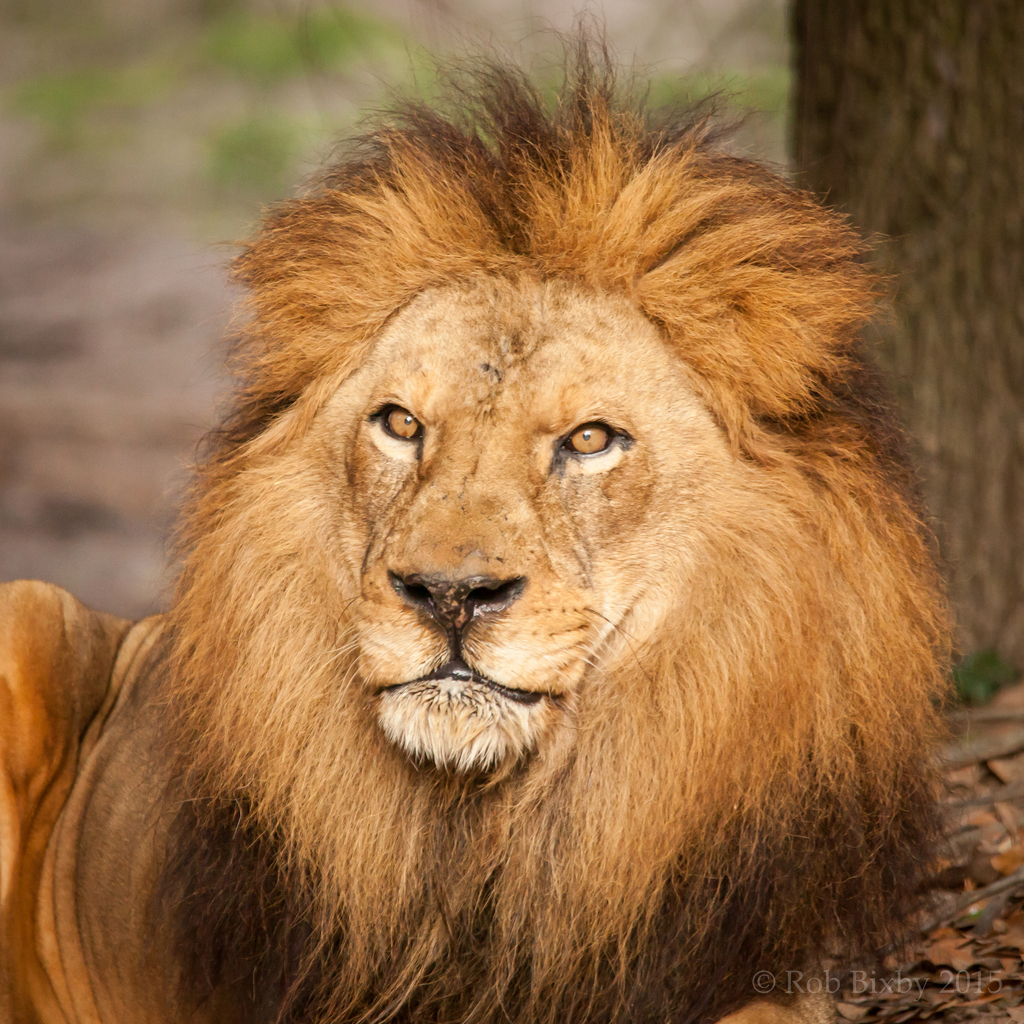 lion-object-detection-dataset-by-animals