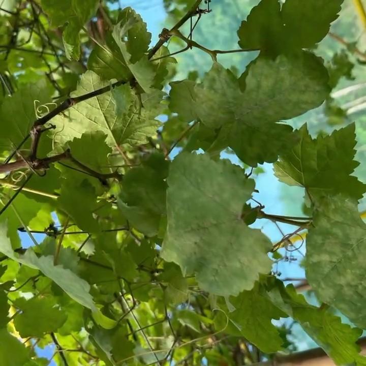 DiseasesofGrapeLeaves Instance Segmentation Dataset by THESIS