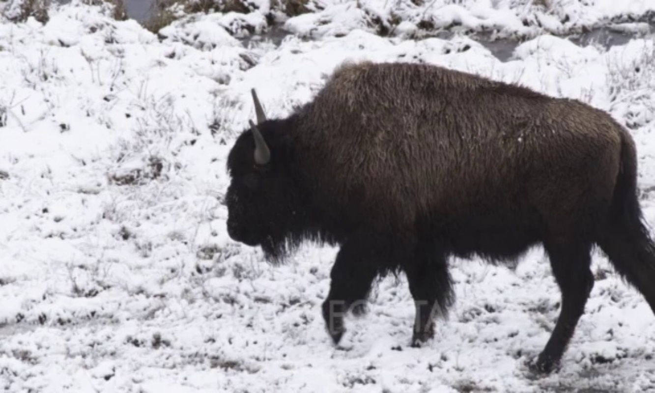 bison Object Detection Dataset by karthik