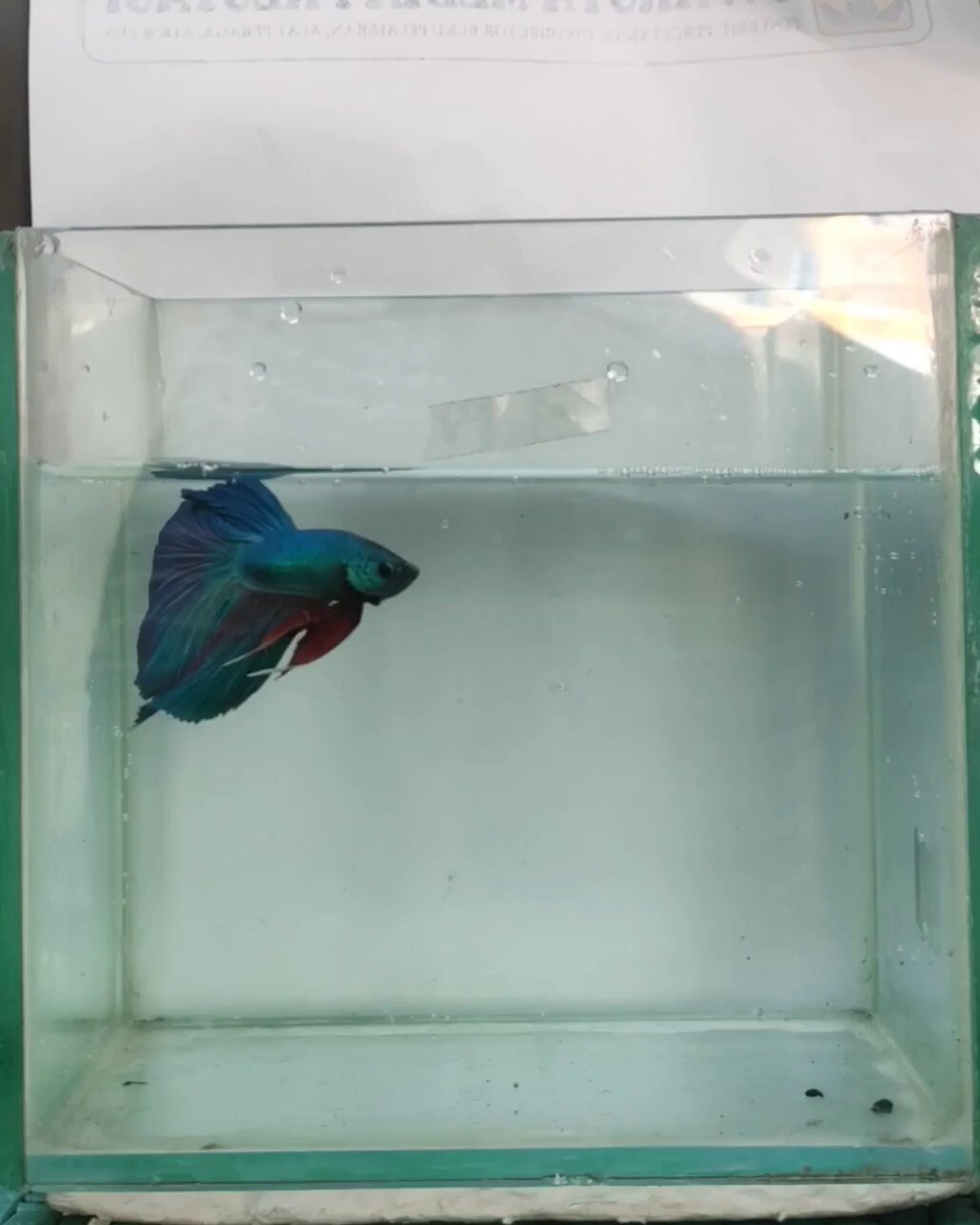 Betta Fish NEW - Roboflow Universe