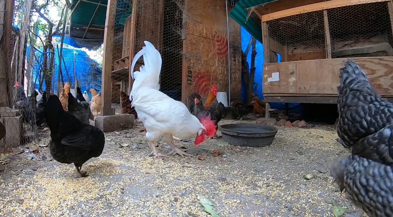 chicken Object Detection Dataset and Pre-Trained Model by dfki