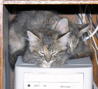 Dataset Image