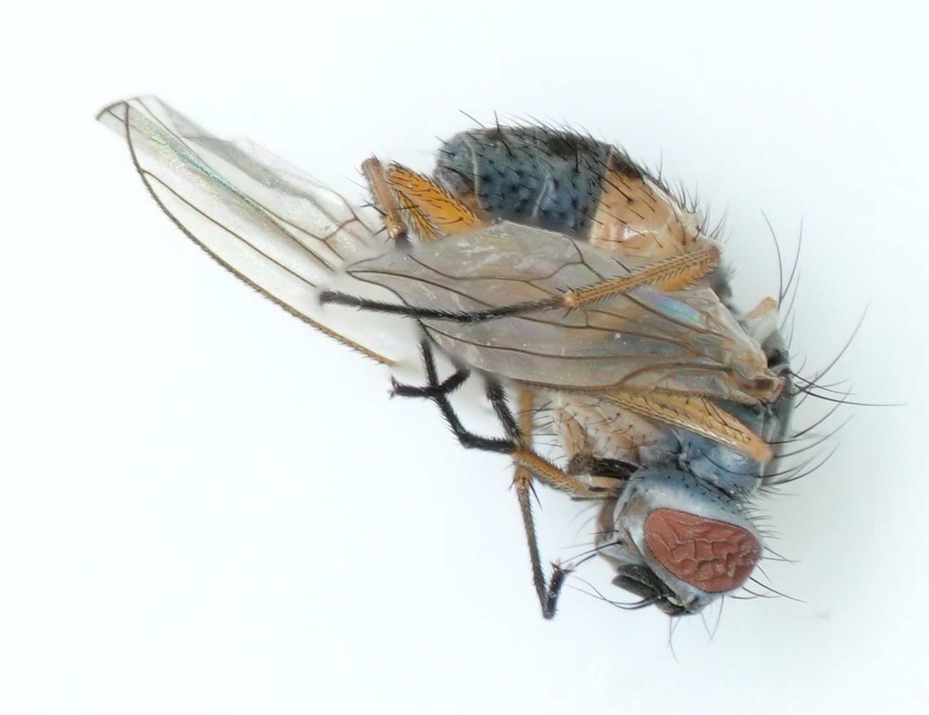 Insect Ai Instance Segmentation Dataset and Pre-Trained Model by Nature ...