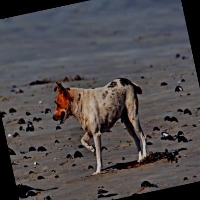 Dataset Image