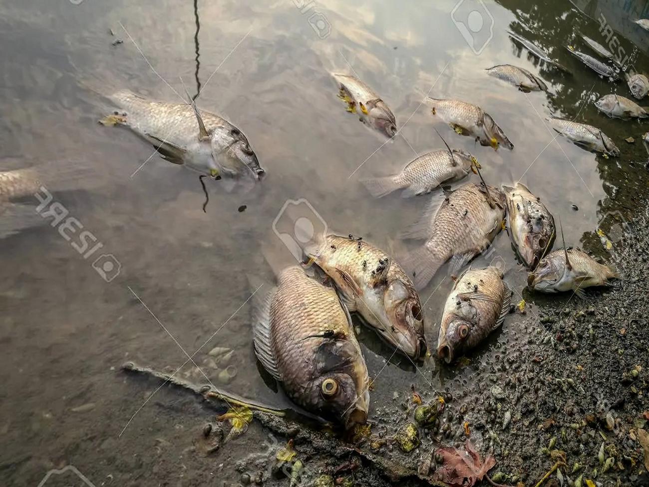 Dead Animals Pollution Object Detection Dataset by hamdi ali