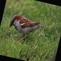 Dataset Image