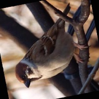 Dataset Image