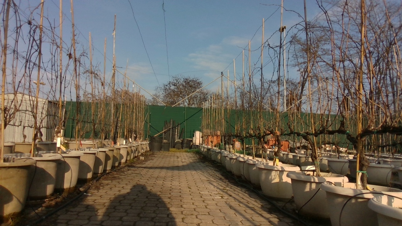 potted_grapevines Instance Segmentation Dataset and PreTrained Model