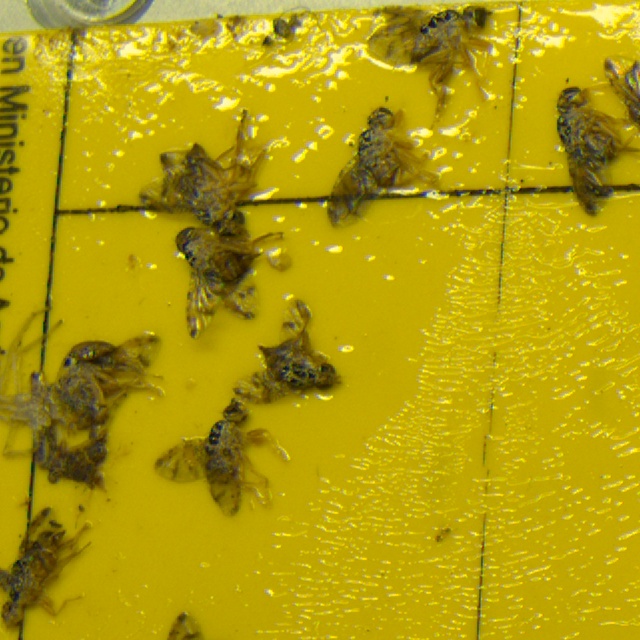 ceratitiscapitatahembra Object Detection Dataset by QuimicaMasso